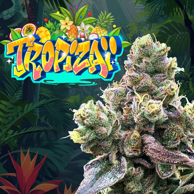 Cannabissamen Tropizai regulär für Indoor und Outdoor
